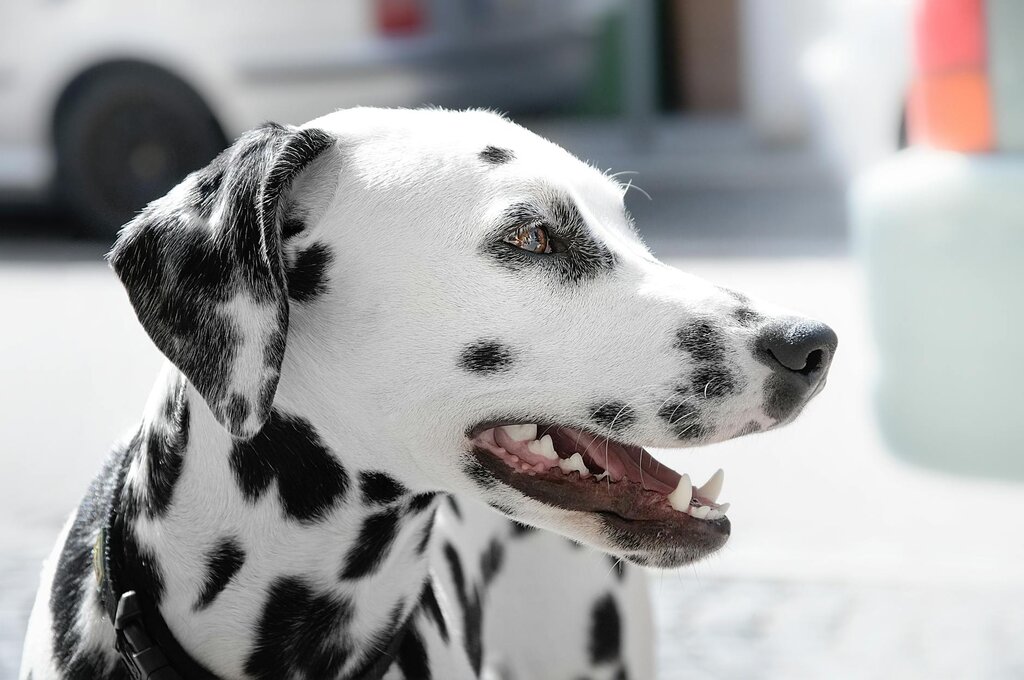 side profile view of dalmatian dogs face 