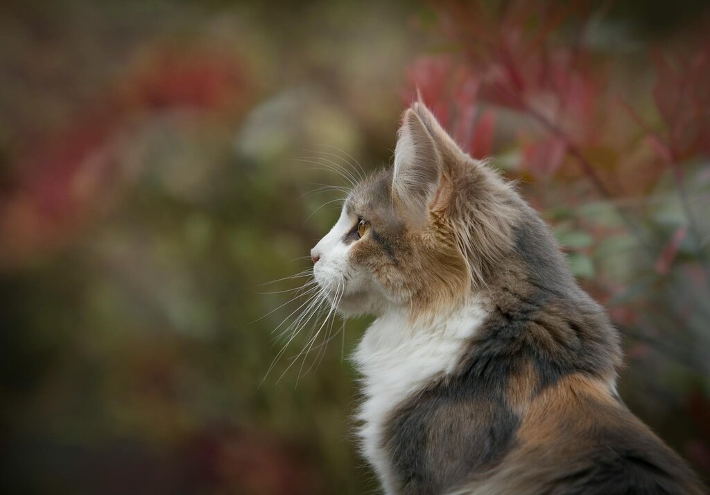 grey, ginger and white cat side profile