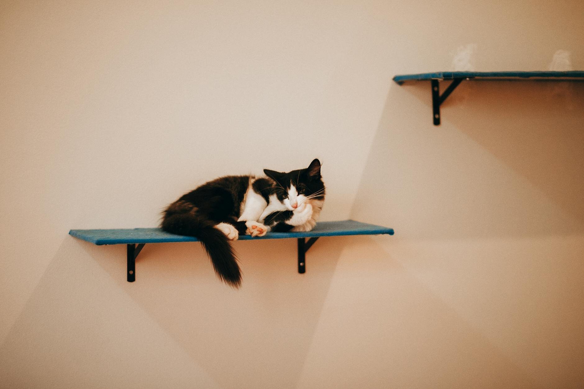 cat lying on shelf