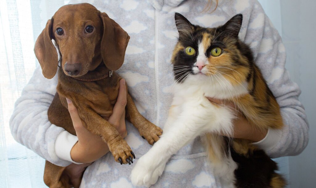 A brown dachshund dog and tortoiseshell cat being held by owner