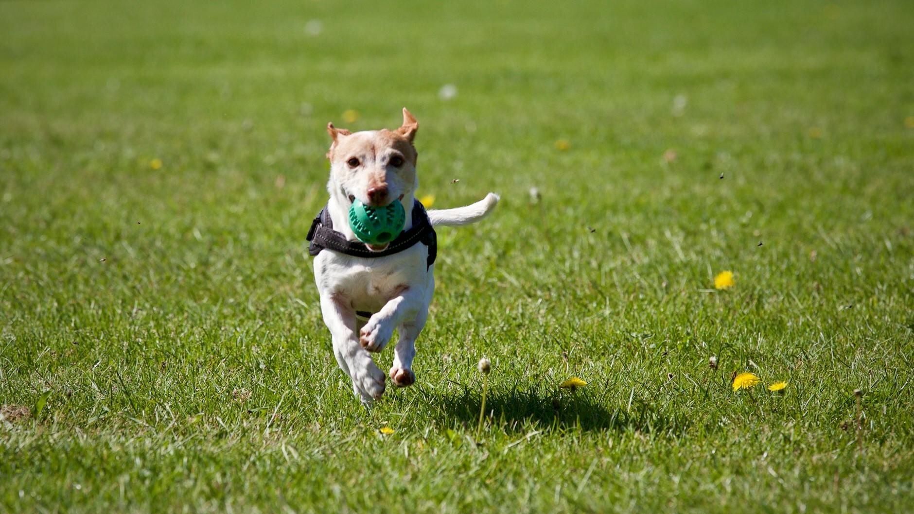 jack russell running across grass holding treat ball