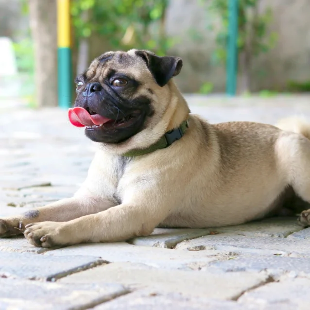pug lying on pavers outdoors, panting