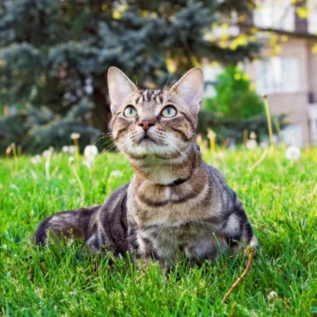 cat laying on grass