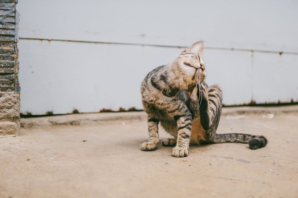 cat scratching ear