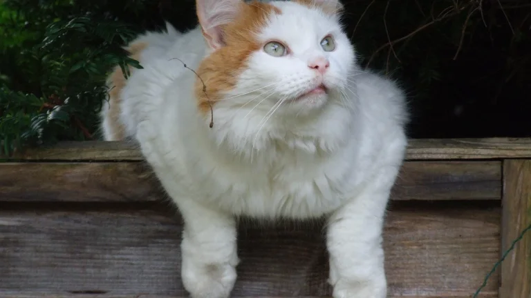turkish van hanging over edge of garden bed border