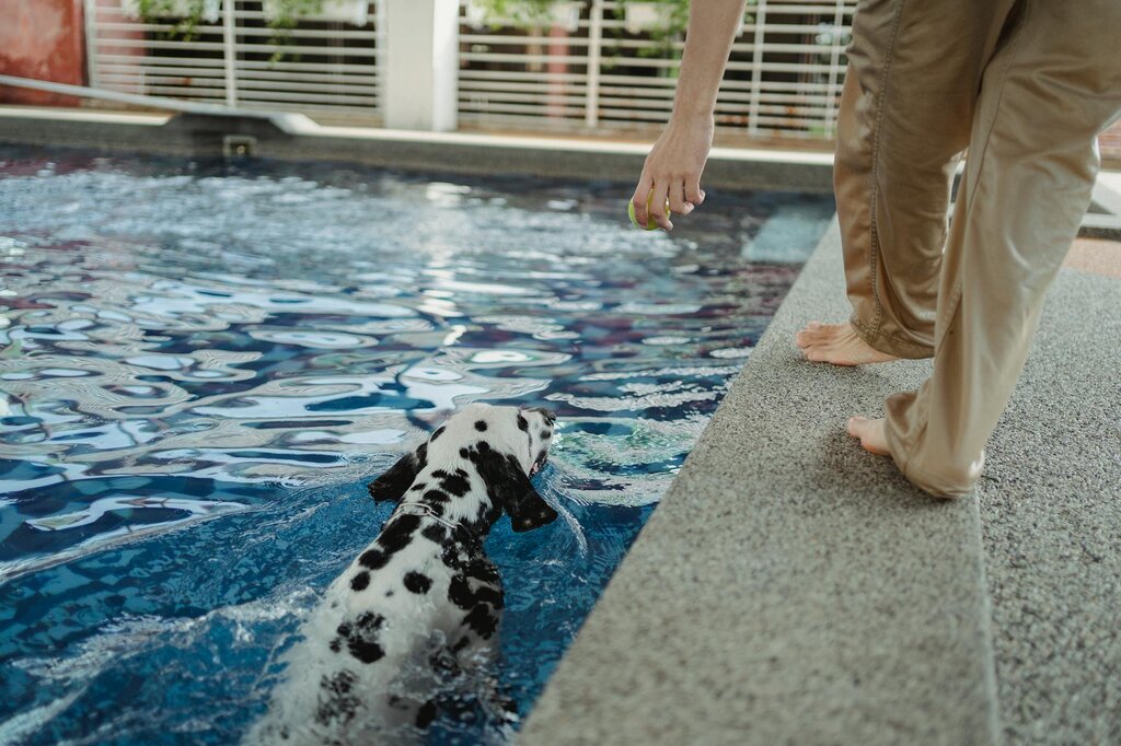 dalmatian swimming in pool