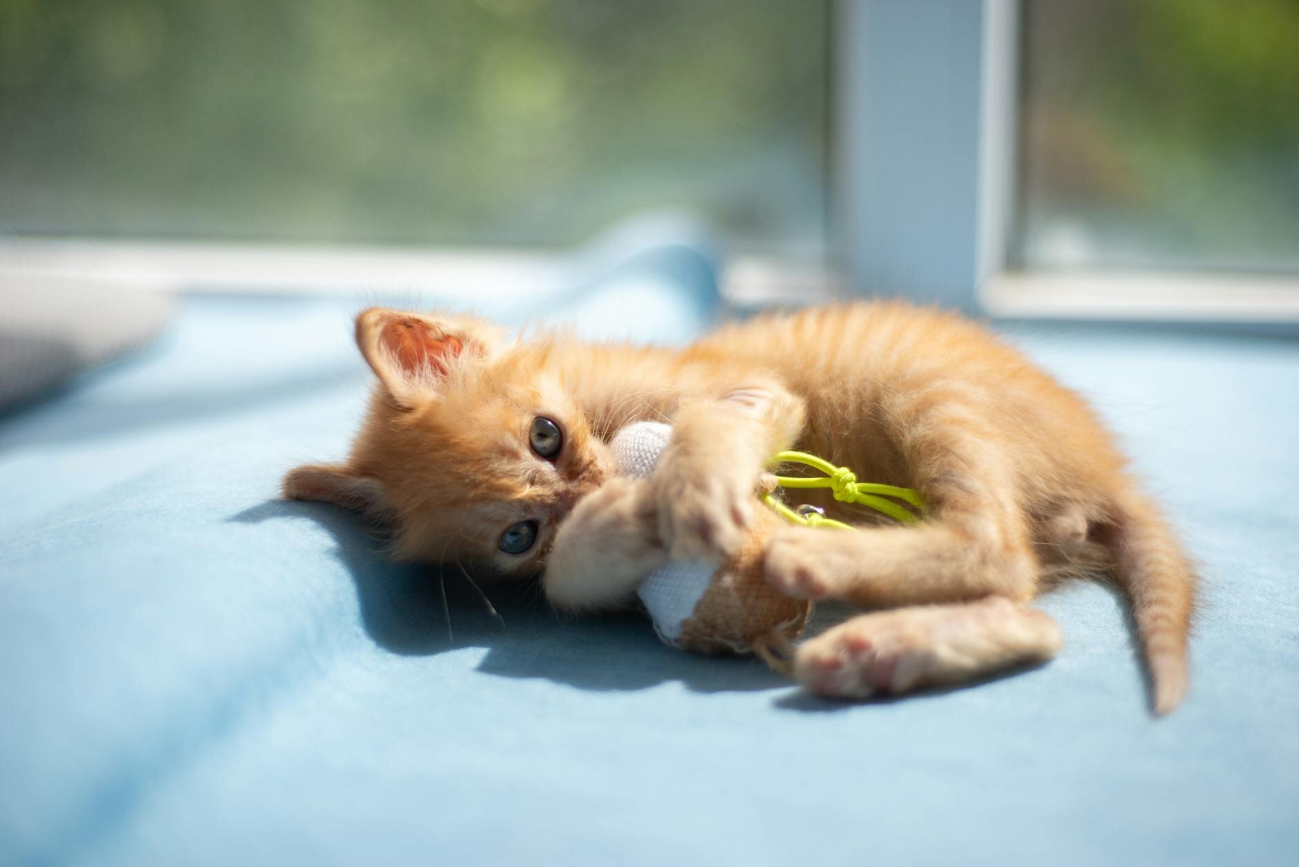 kitten chewing on toy