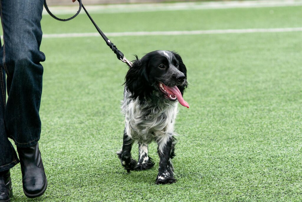 black and white dog walking on a lead with pink tongue sticking out
