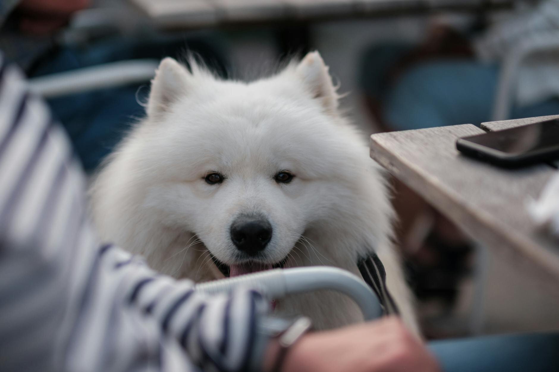 japanese spitz sitting next to chair, smiling at camera