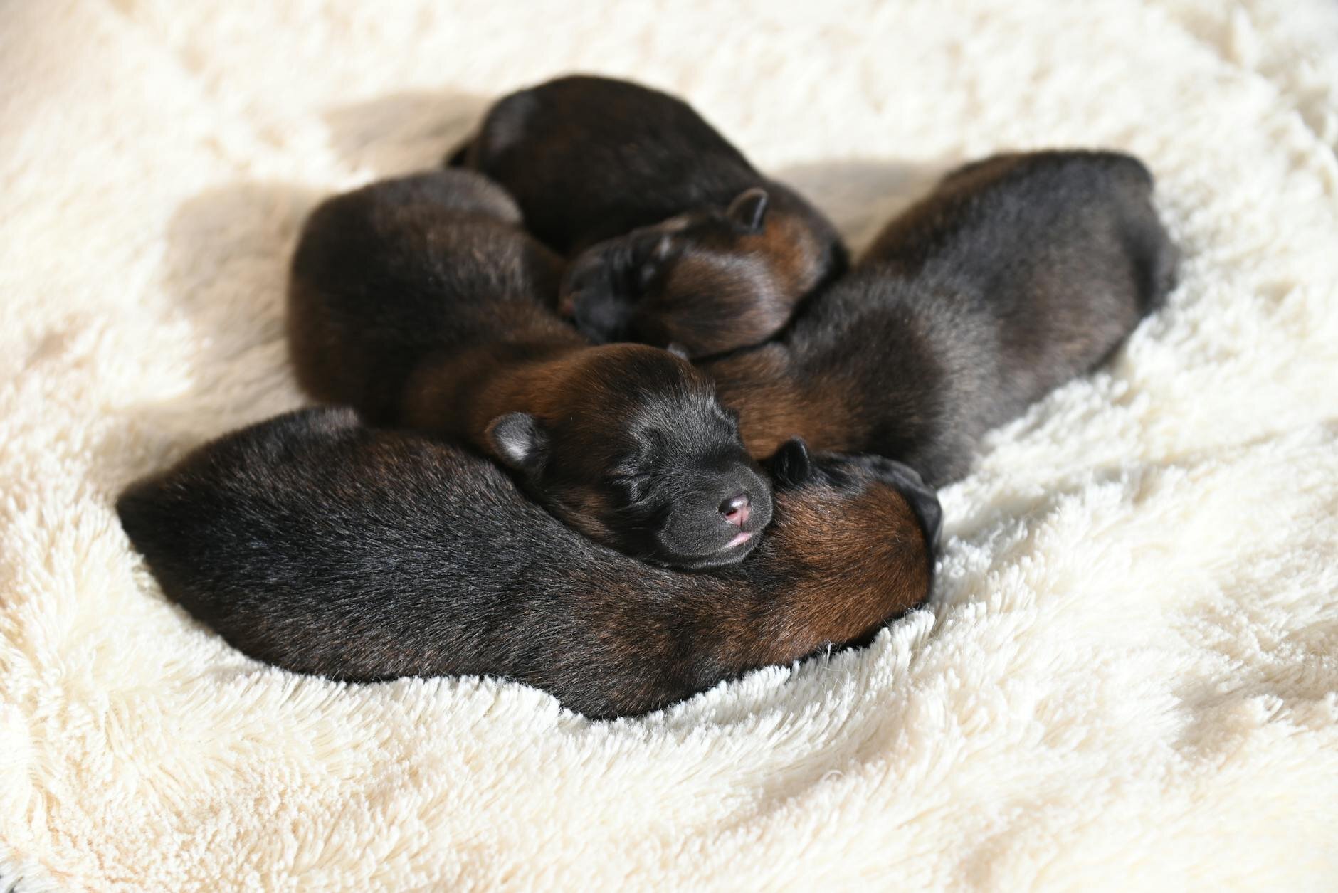litter of newborn puppies asleep on bed