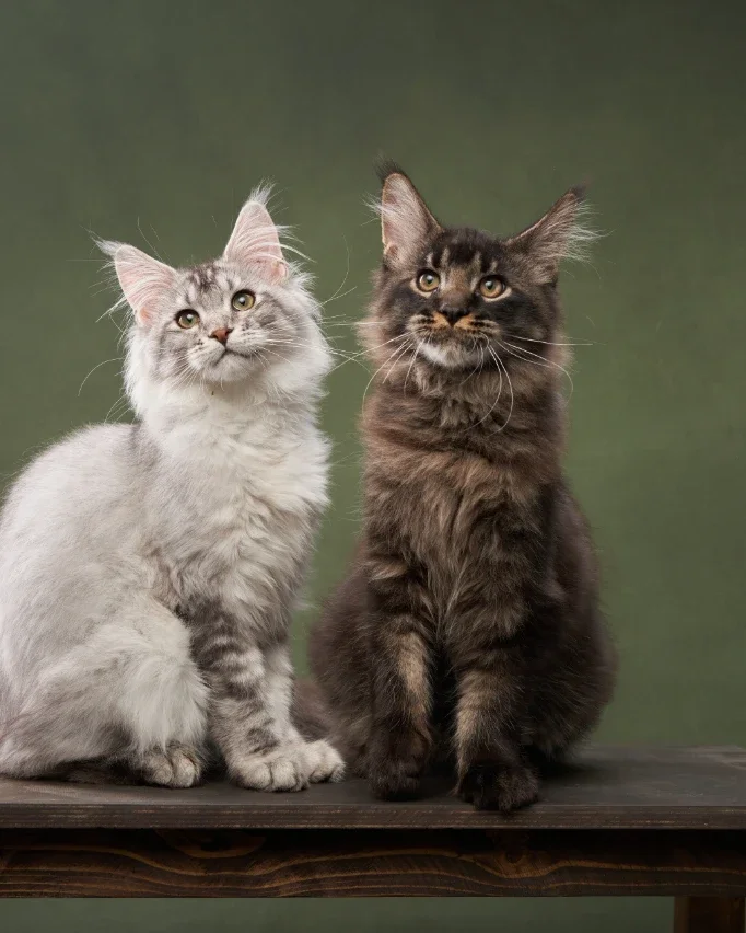 white and grey maine coon kittens sitting on bench