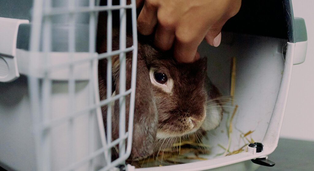 human hand stroking rabbit in carrier