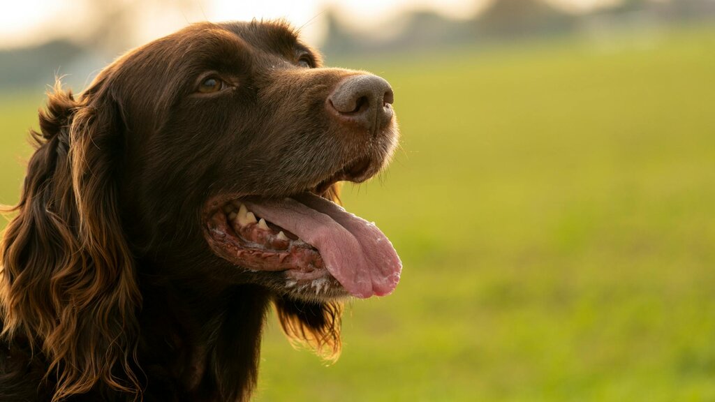 Golden Retriever panting with tongue out