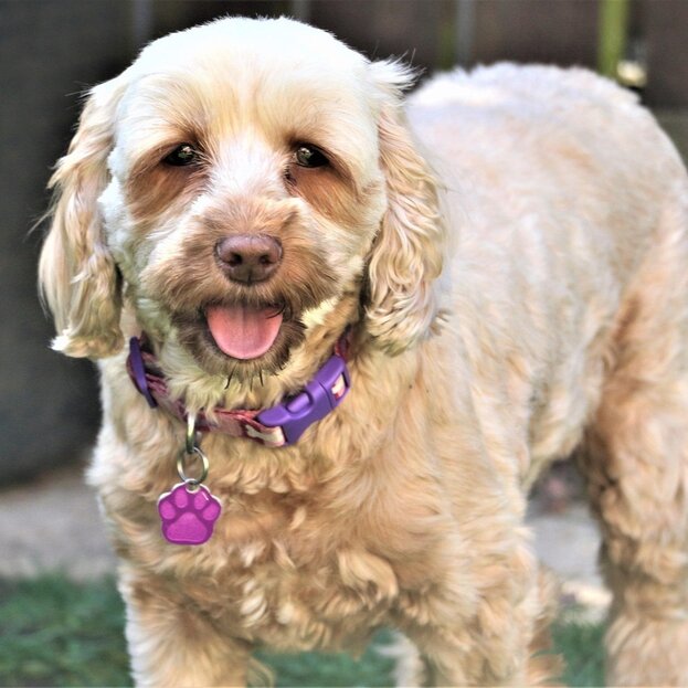 cream spoodle wearing purple collar and tag