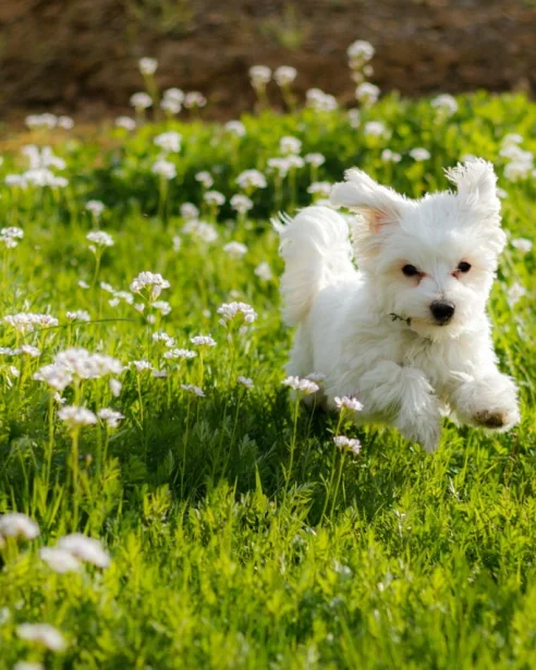 maltese dog running through grass
