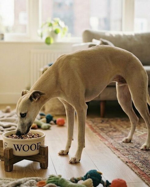 whippet-eating-in-a-bowl