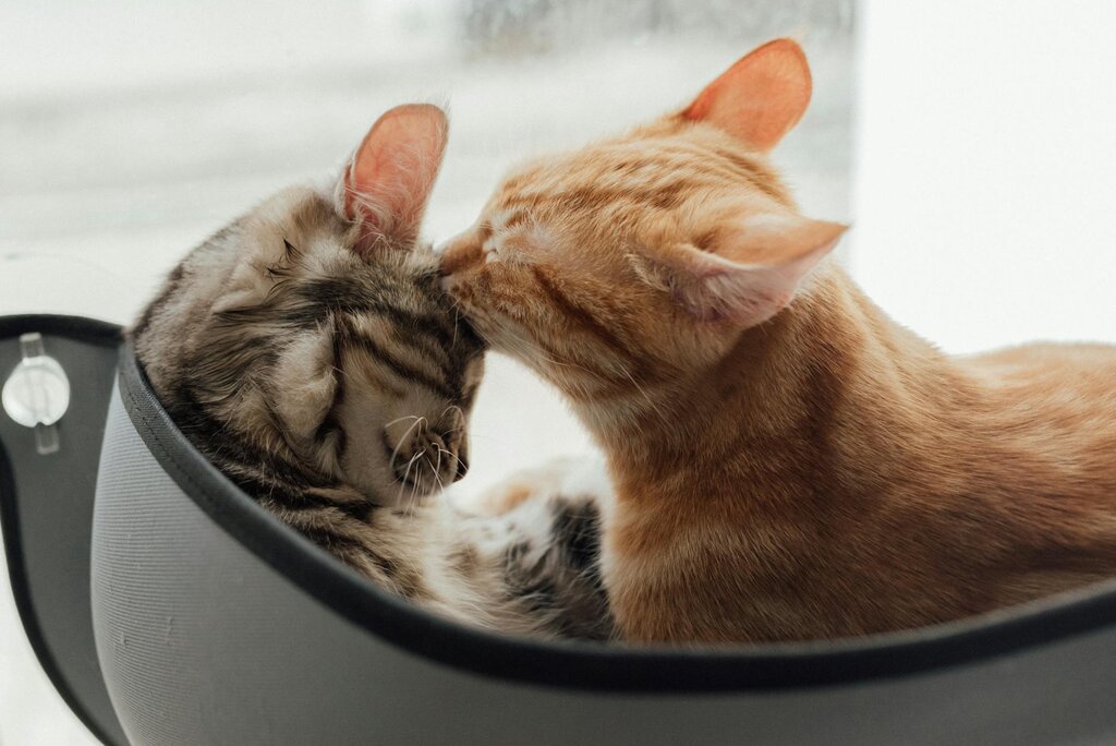 two cats cuddled up