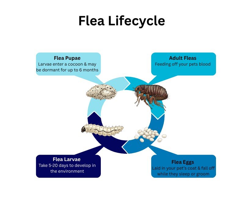 flea lifecycle infographic