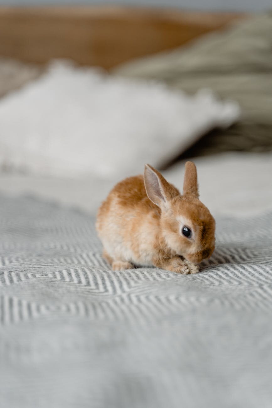 young brown rabbit on a grey floor