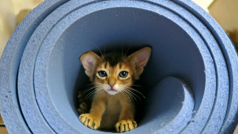 abyssinian kitten playing in rolled up yoga mat