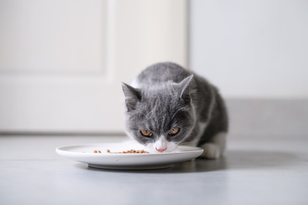 kitten eating dry food from plate