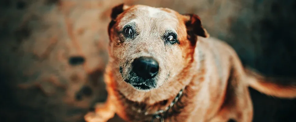 senior red cattle dog