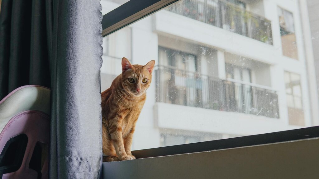 ginger cat standing on window sill of apartment