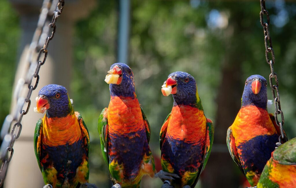 4 lorikeets eating apple pieces