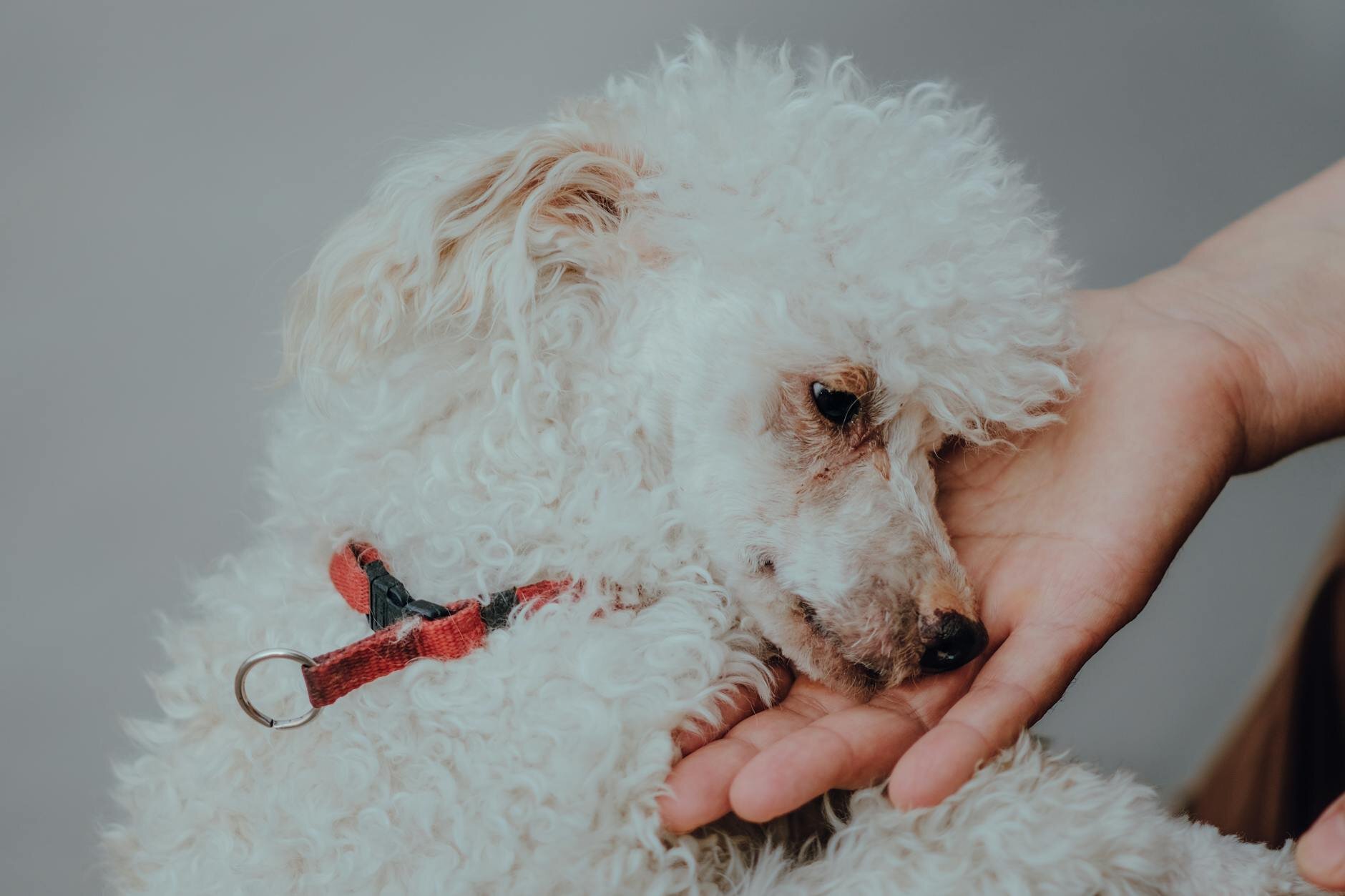 white poodle wearing red collar with head on human hand
