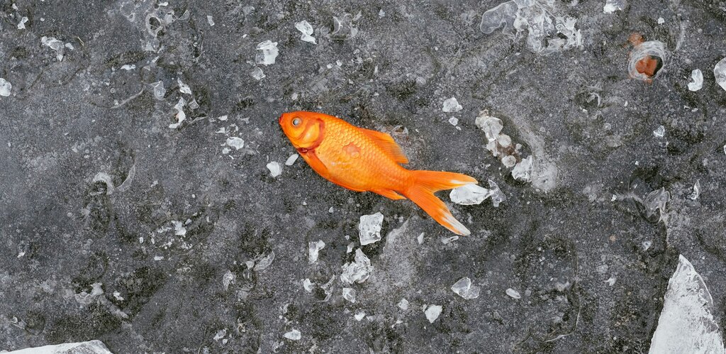 dead goldfish