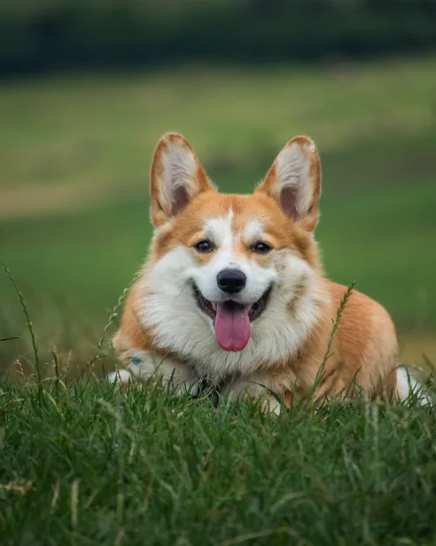 corgi lying in grass