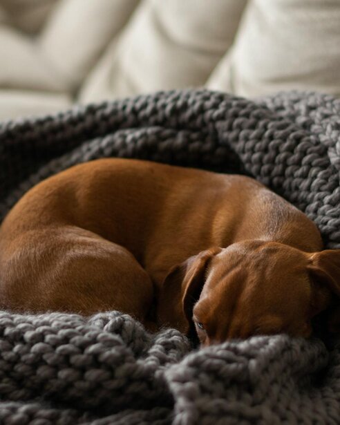 dachshund sleeping wrapped in chunky blanket