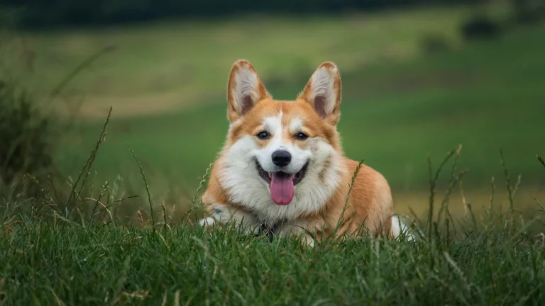 corgi lying in grass