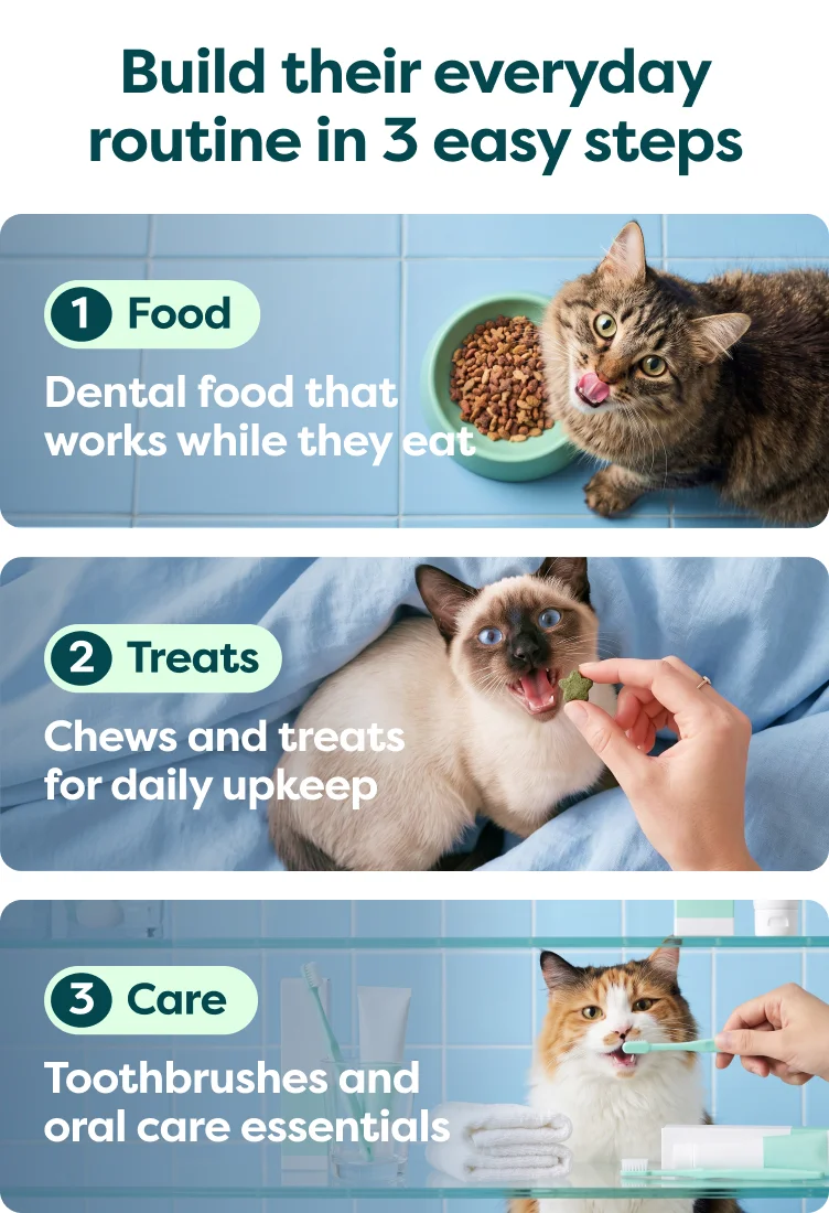 build a daily dental routine for your cat