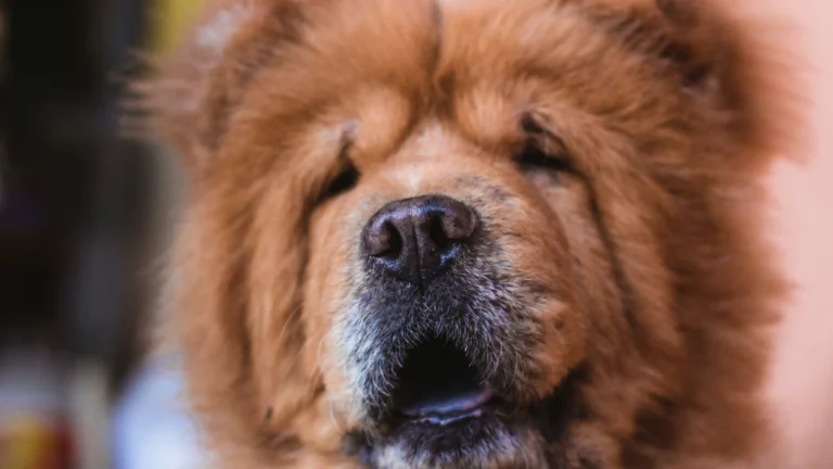 close up of chow chow