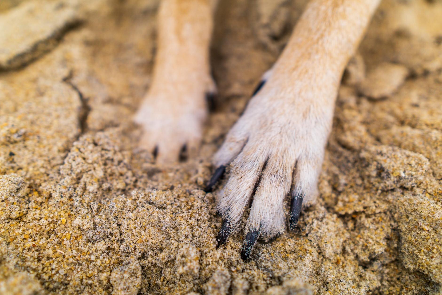 dog paws digging in sand