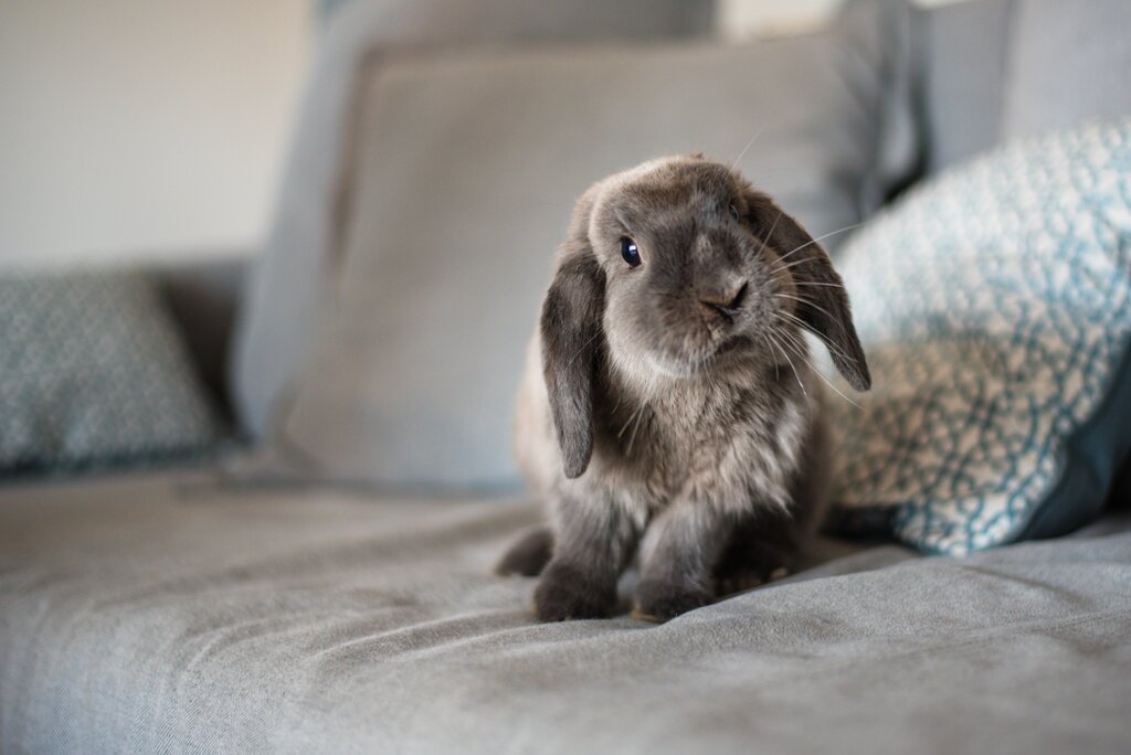 grey rabbit sitting on sofa
