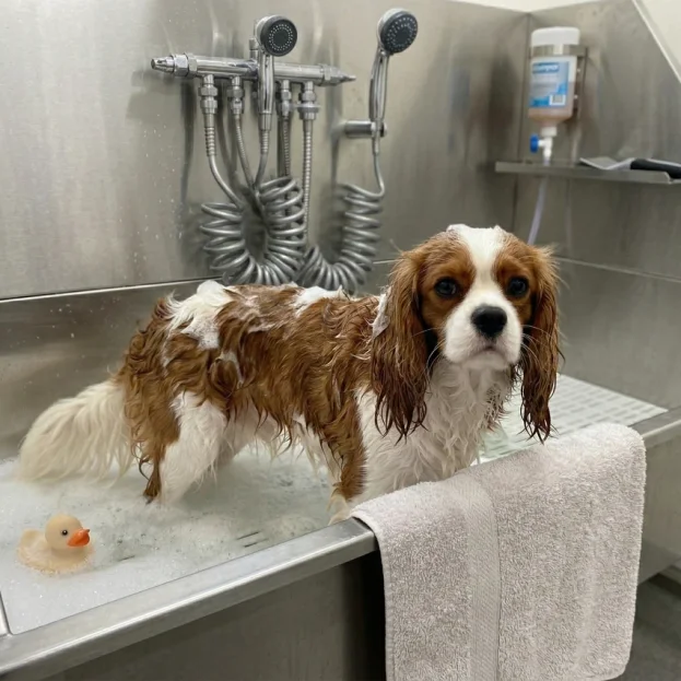 cavalier having a bath