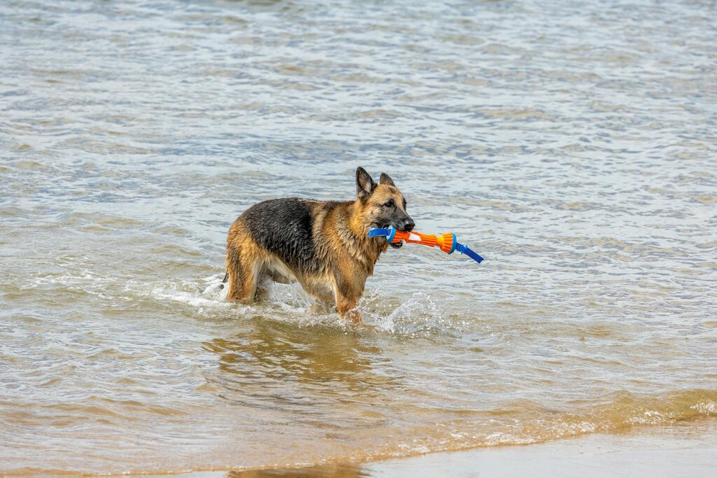 German Shepherd dog in the sea with dog toy in it's mouth
