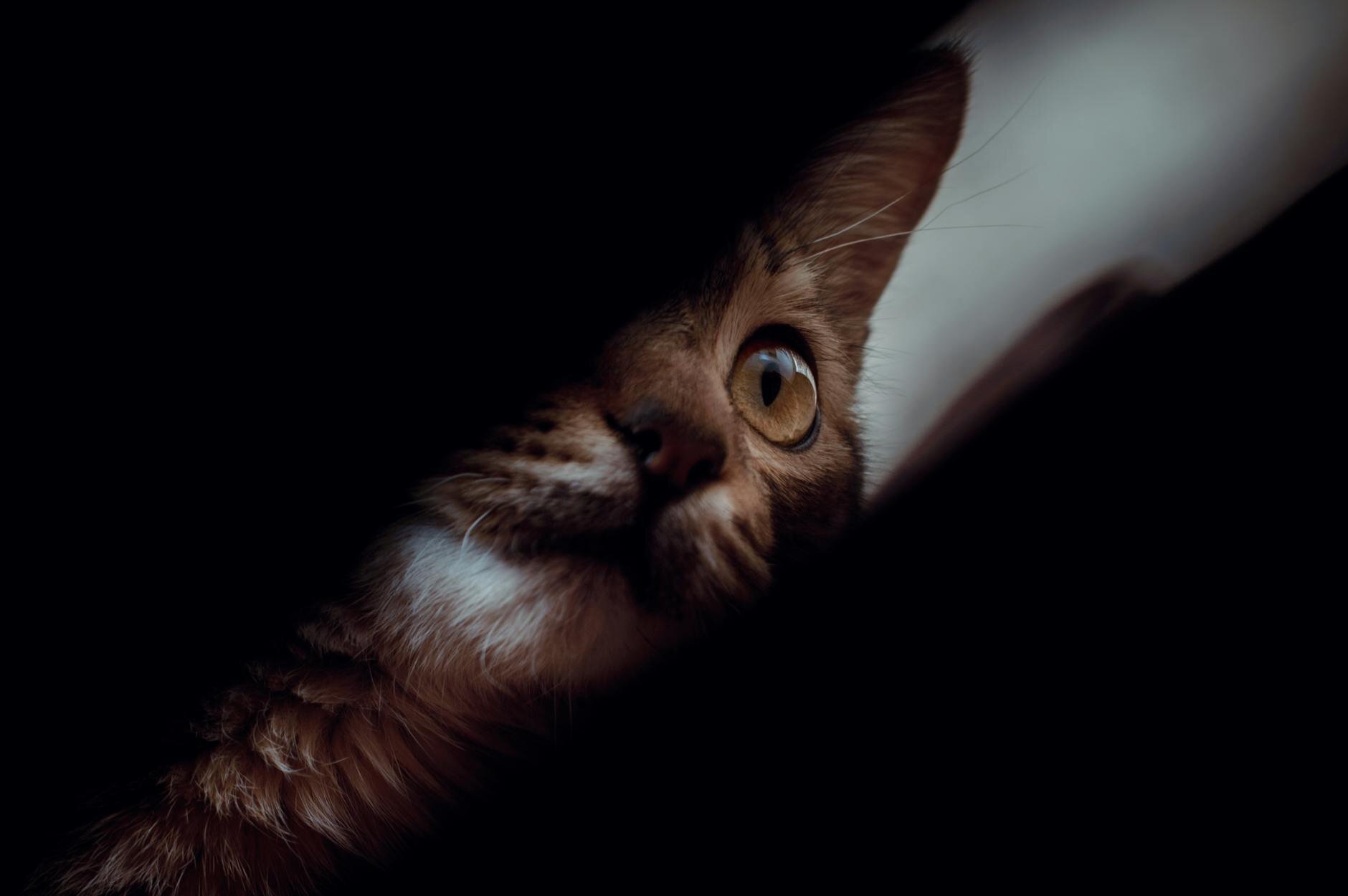 cat hiding