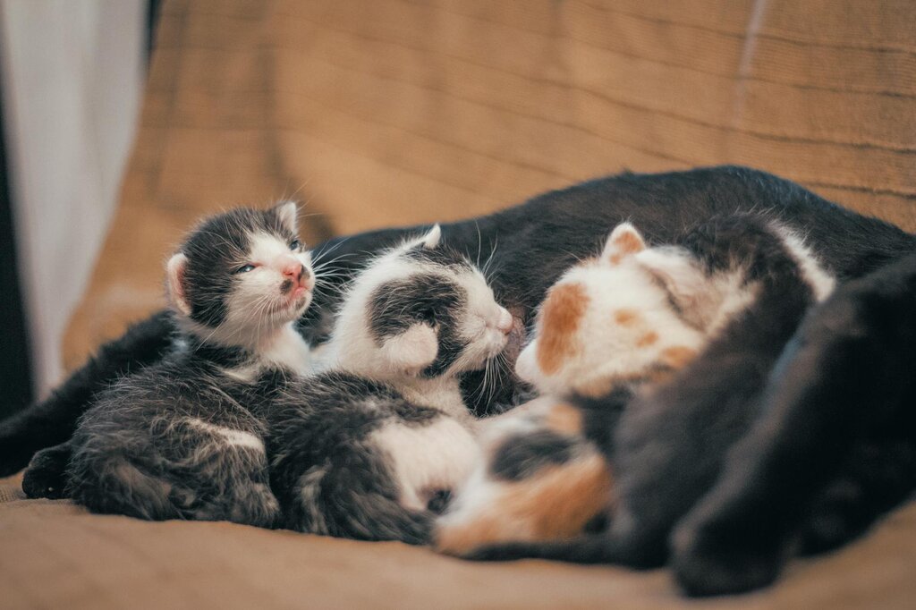4 newborn kittens lying with mum cat