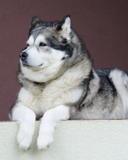 alaskan malamute lying down