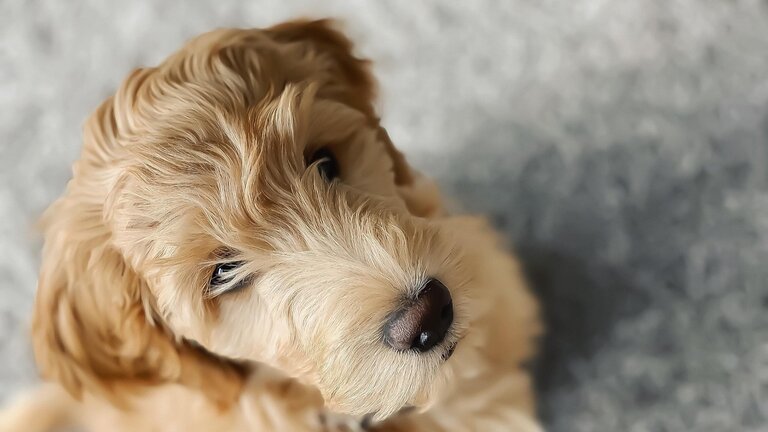 Groodle puppy looking up at camera