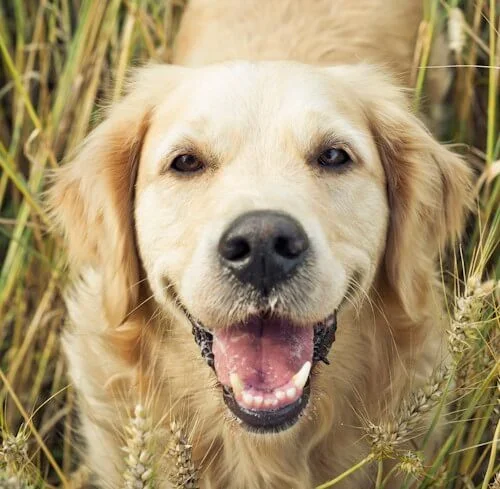 dog smiling at camera