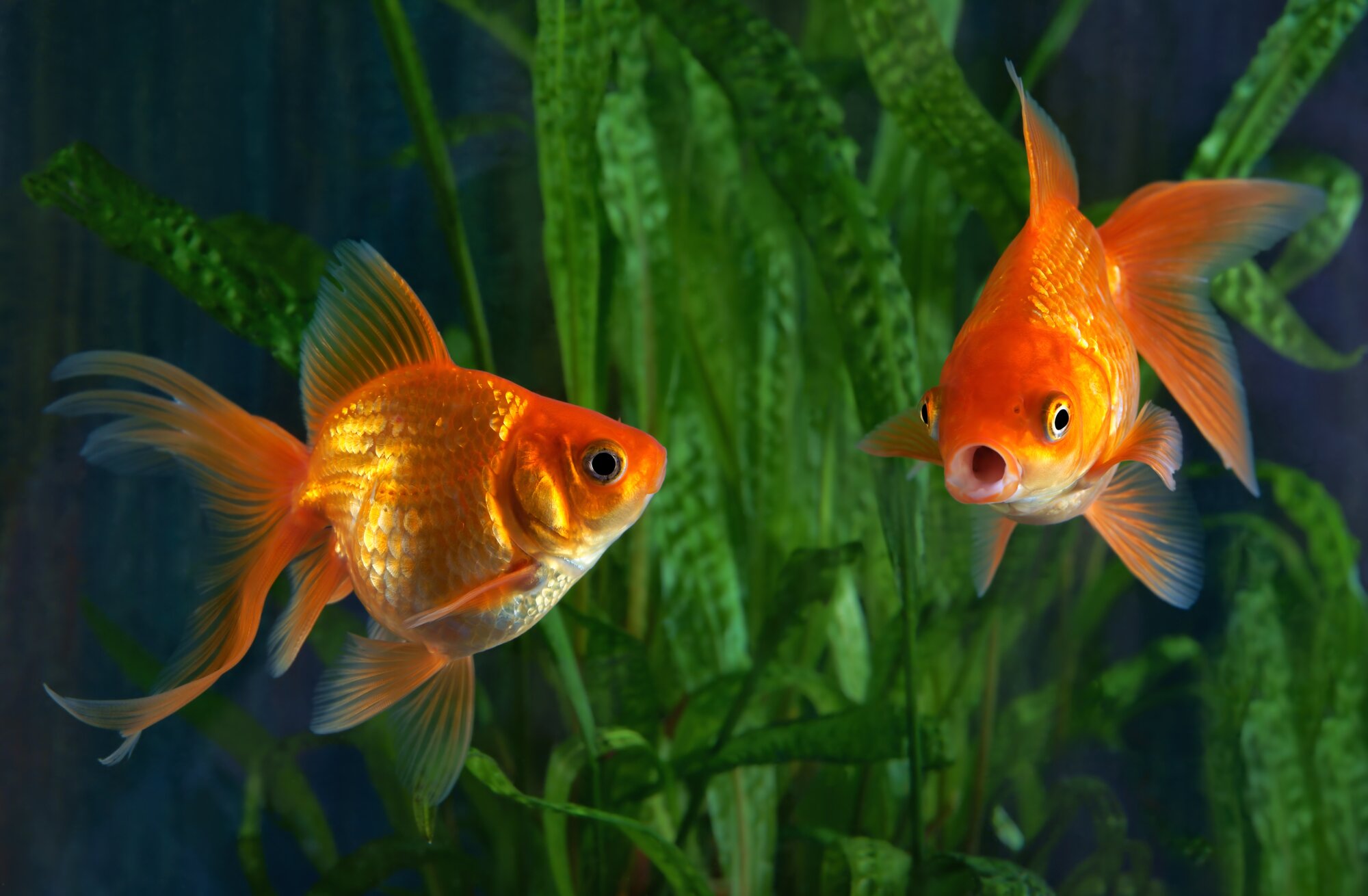 goldfish in tank