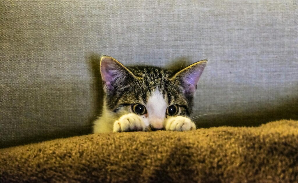 kitten about to pounce