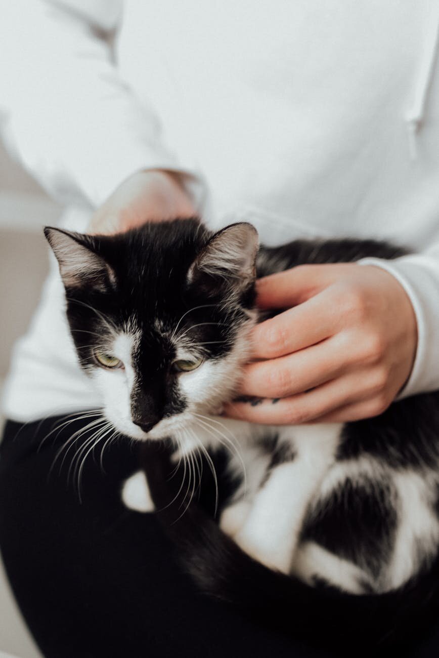 black and white cat being patted