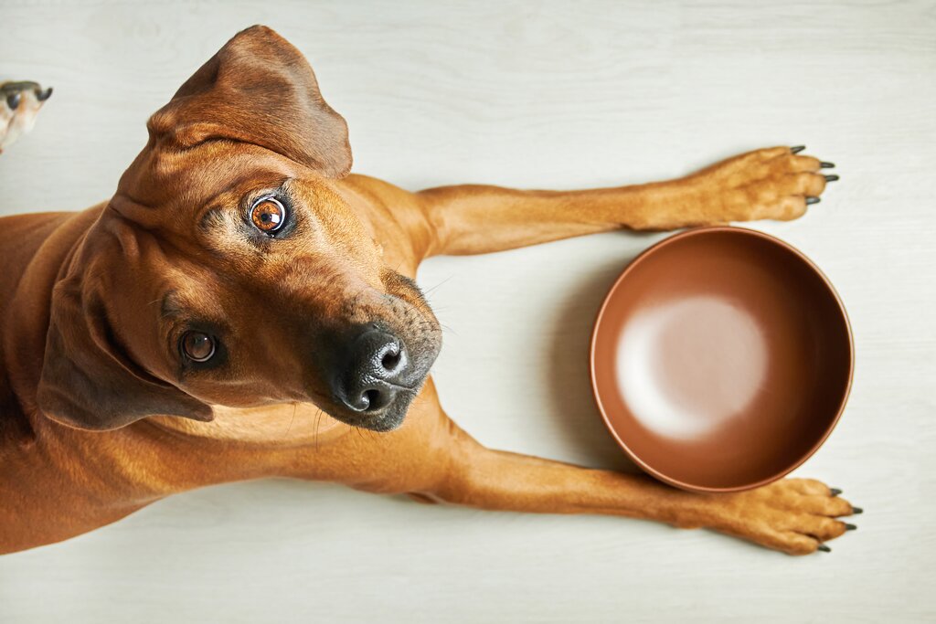 brown dog looking at empty bowl