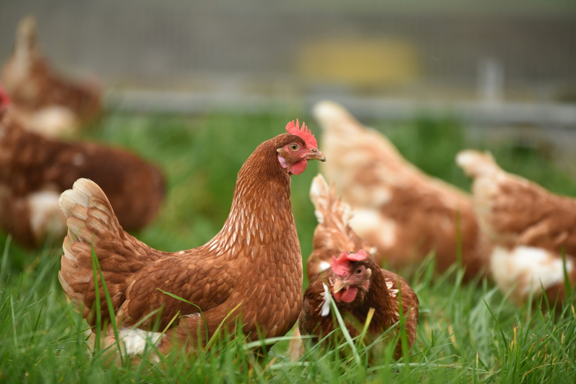 hens free ranging in grass