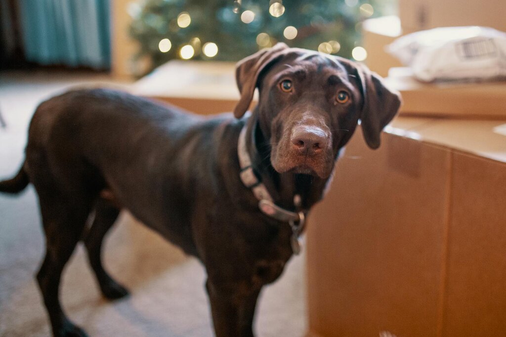 chocolate labrador